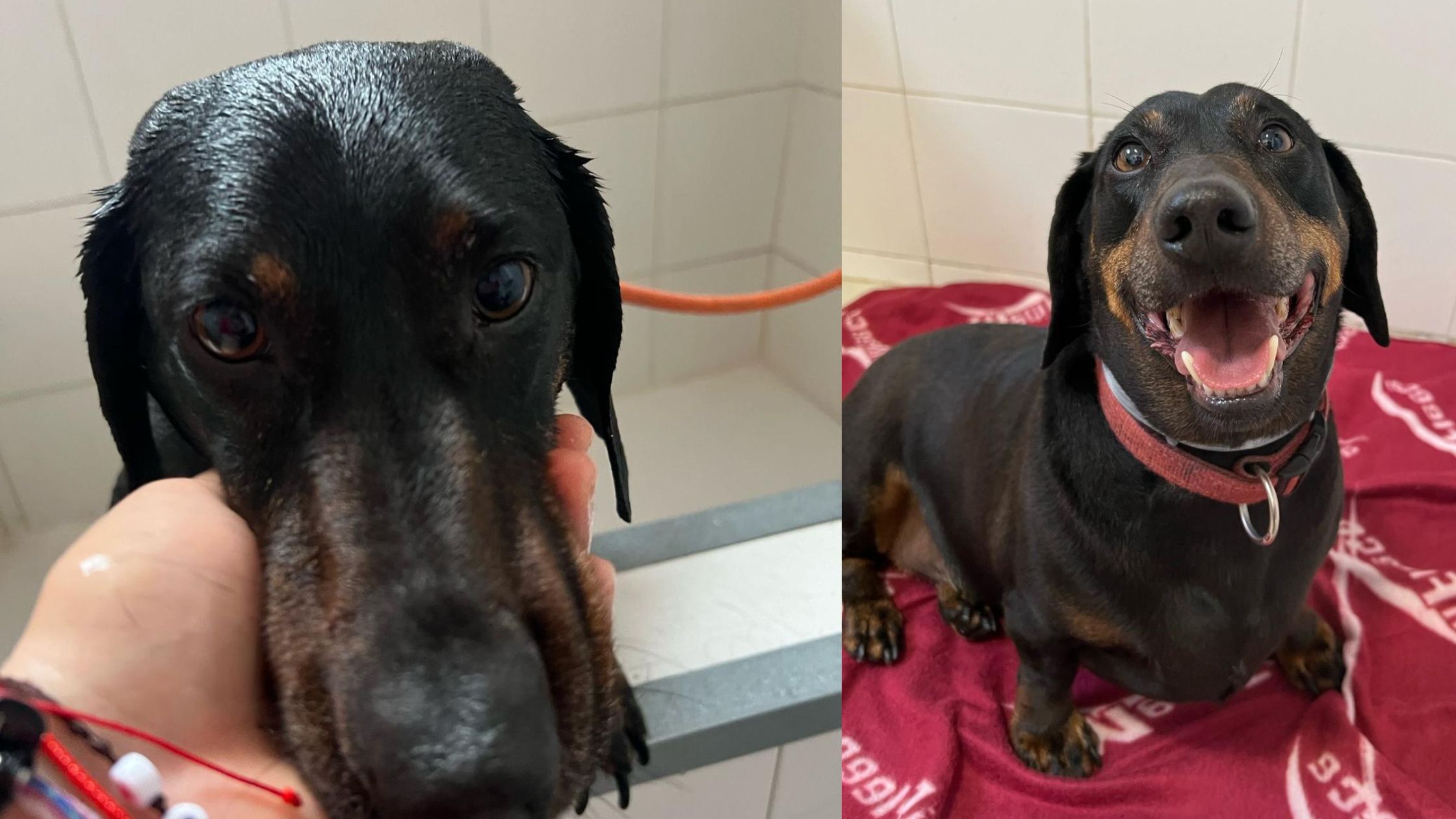 Residencia-canina-servicio-de-bano