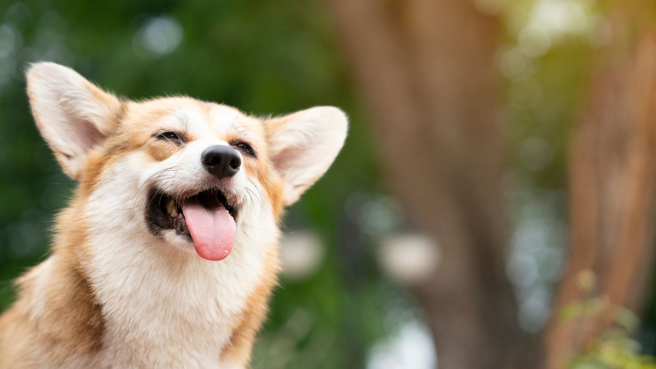 ¿Cómo Saber Si Tu Perro Se Siente Feliz En La Residencia Canina?