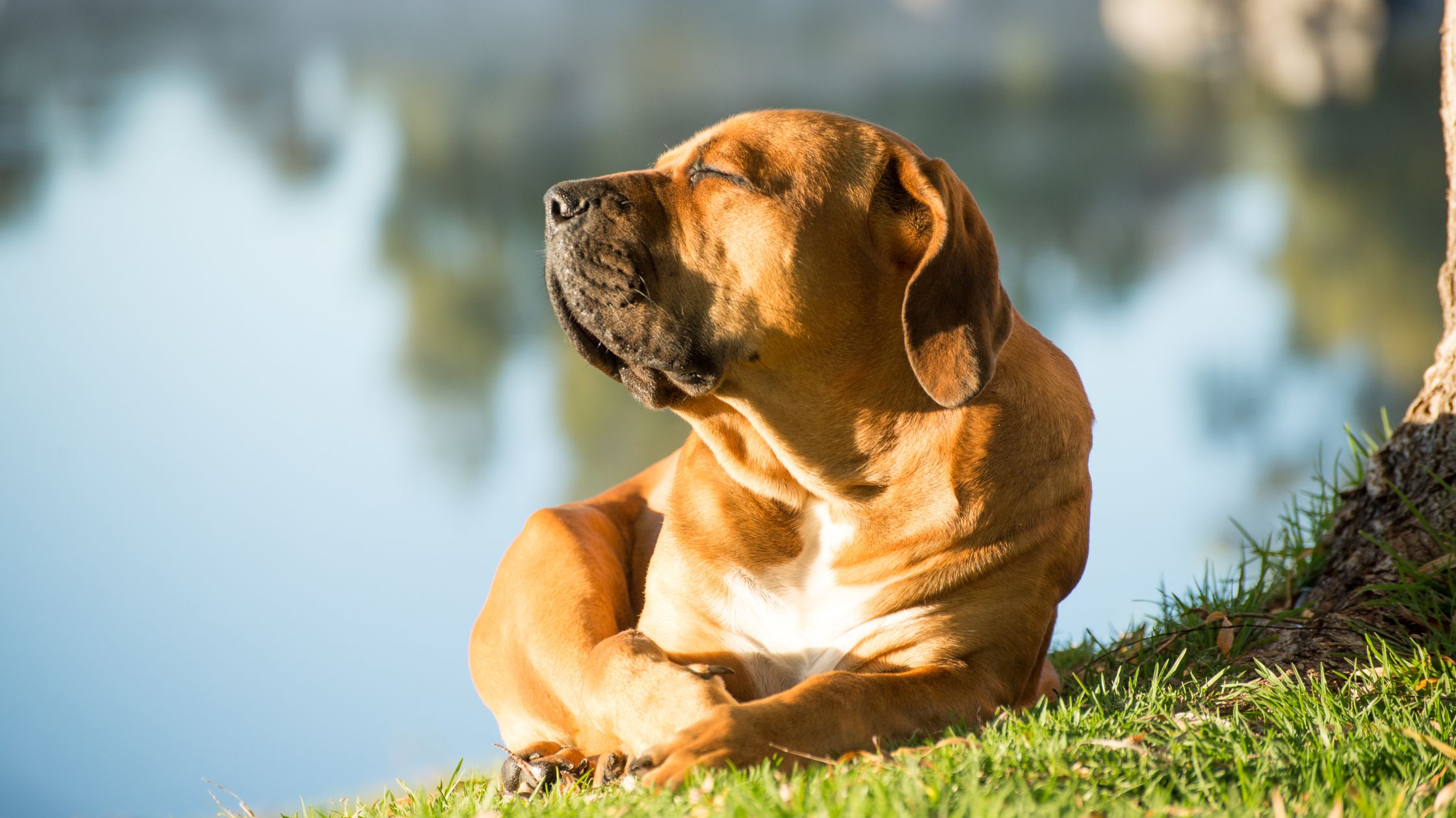 Síntomas De Insolación En Perros: Cómo Detectarla Y Actuar A Tiempo