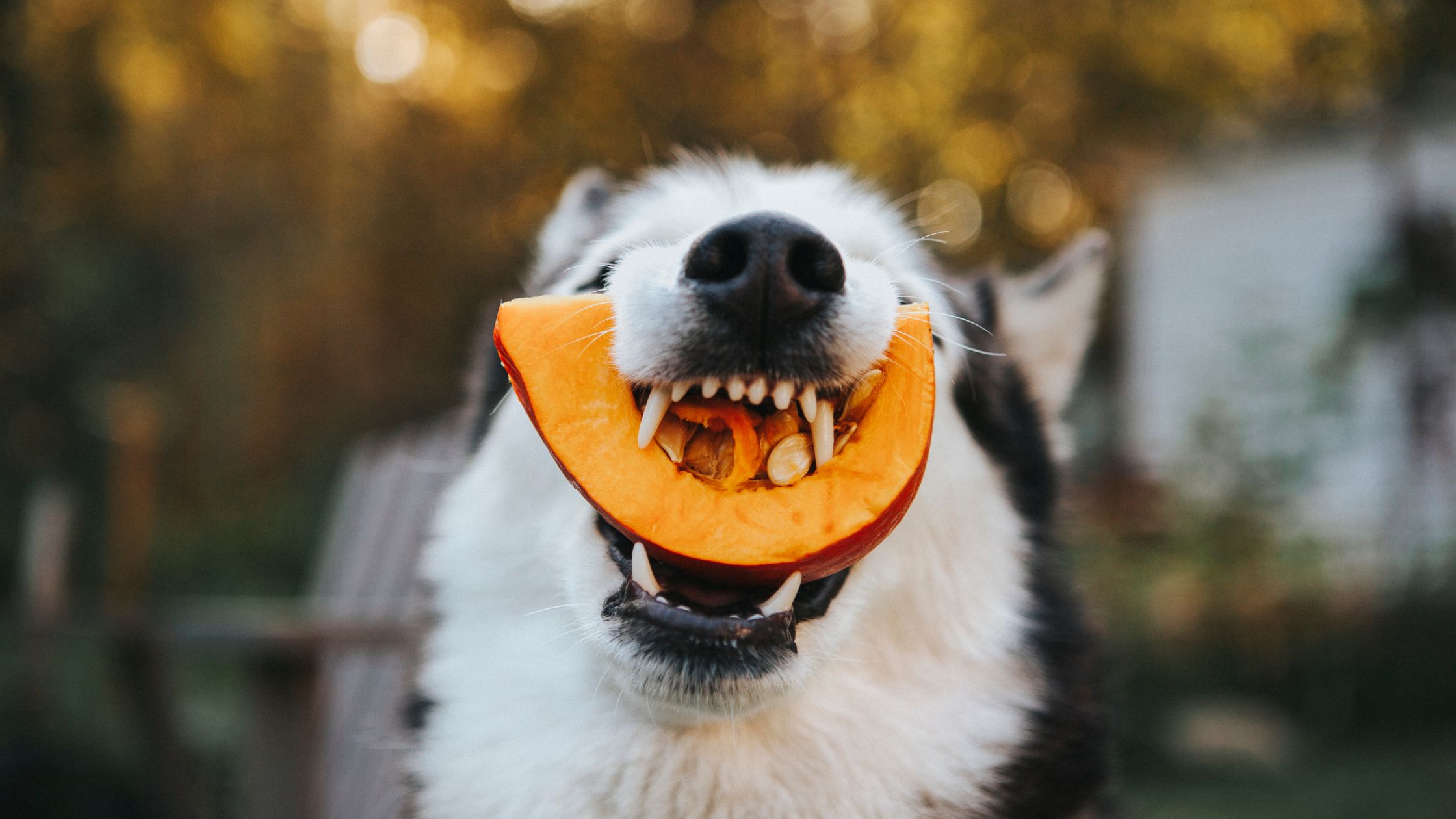 Poden Els Gossos Menjar Castanyes O Moniato? Aliments I Riscos De Tardor Per A La Teva Mascota